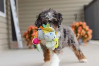 Dylan, a male Miniature Bernedoodle for sale in Sugarcreek, OH – 4 of 10