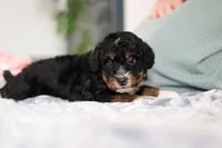 Dolly, a female Miniature Bernedoodle for sale in Sugarcreek, OH – 10 of 10