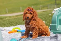 Tonya , a female Miniature Labradoodle for sale in Sugarcreek, OH – 4 of 5