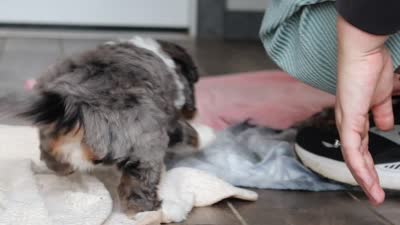 Dylan, a male Miniature Bernedoodle for sale in Sugarcreek, OH – 9 of 9