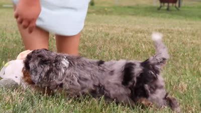 Hunter, a male Miniature Bernedoodle for sale in Sugarcreek, OH – 5 of 5