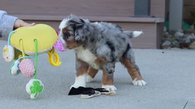 Mack, a male Miniature Bernedoodle for sale in Sugarcreek, OH – 6 of 6