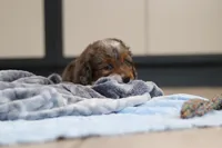 Paige, a female Miniature Bernedoodle for sale in Sugarcreek, OH – Photo 2 of 5