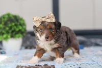 Paige, a female Miniature Bernedoodle for sale in Sugarcreek, OH – Photo 4 of 7