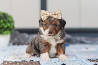 Paige, a female Miniature Bernedoodle for sale in Sugarcreek, OH – Photo 2 of 7