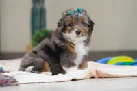 Paige, a female Miniature Bernedoodle for sale in Sugarcreek, OH – Photo 5 of 5