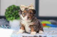 Paige, a female Miniature Bernedoodle for sale in Sugarcreek, OH – Photo 5 of 7