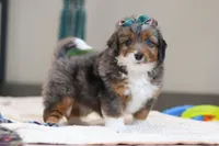 Paige, a female Miniature Bernedoodle for sale in Sugarcreek, OH – Photo 4 of 5