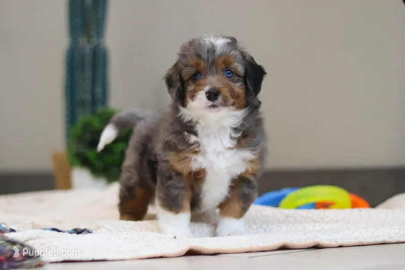 Paige – Miniature Bernedoodle puppy for sale in Sugarcreek, OH