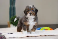 Paige, a female Miniature Bernedoodle for sale in Sugarcreek, OH – Photo 1 of 5