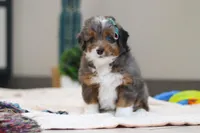 Paige, a female Miniature Bernedoodle for sale in Sugarcreek, OH – Photo 3 of 5