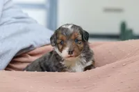 Paige, a female Miniature Bernedoodle for sale in Sugarcreek, OH – Photo 7 of 7