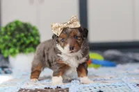 Paige, a female Miniature Bernedoodle for sale in Sugarcreek, OH – Photo 6 of 7