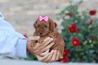 Nala, a female Poodle - Miniature  for sale in Sugarcreek, OH – 6 of 10