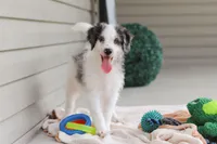 Huck, a male Miniature Bernedoodle for sale in Sugarcreek, OH – 8 of 10