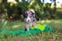 Isabella, a female Miniature Bernedoodle for sale in Sugarcreek, OH – 2 of 7