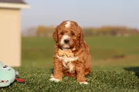 Otis, a male Cavapoo for sale in Sugarcreek, OH – 6 of 7