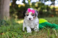 Isadora, a female Miniature Bernedoodle for sale in Sugarcreek, OH – 5 of 7