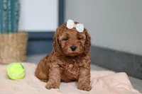 Lena, a female Cavapoo for sale in Sugarcreek, OH – 2 of 7