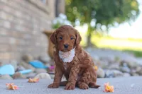 Elin, a female Miniature Goldendoodle for sale in Sugarcreek, OH – 1 of 5