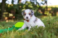 Ike, a male Miniature Bernedoodle for sale in Sugarcreek, OH – 8 of 9
