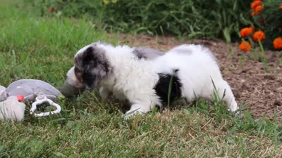 Herbie, a male Miniature Bernedoodle for sale in Sugarcreek, OH – 7 of 7