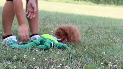 Felecia, a female Cavapoo for sale in Sugarcreek, OH – 5 of 5