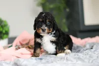 Dolly, a female Miniature Bernedoodle for sale in Sugarcreek, OH – 5 of 10