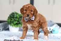 Oakley, a male Miniature Goldendoodle for sale in Sugarcreek, OH – Photo 3 of 5