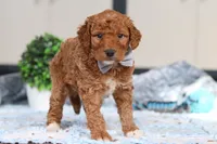 Oakley, a male Miniature Goldendoodle for sale in Sugarcreek, OH – Photo 1 of 5
