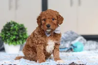 Oakley, a male Miniature Goldendoodle for sale in Sugarcreek, OH – Photo 5 of 5
