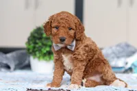 Oakley, a male Miniature Goldendoodle for sale in Sugarcreek, OH – Photo 2 of 5