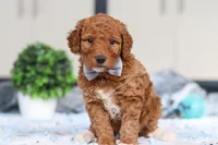 Oakley, a male Miniature Goldendoodle for sale in Sugarcreek, OH – Photo 4 of 5