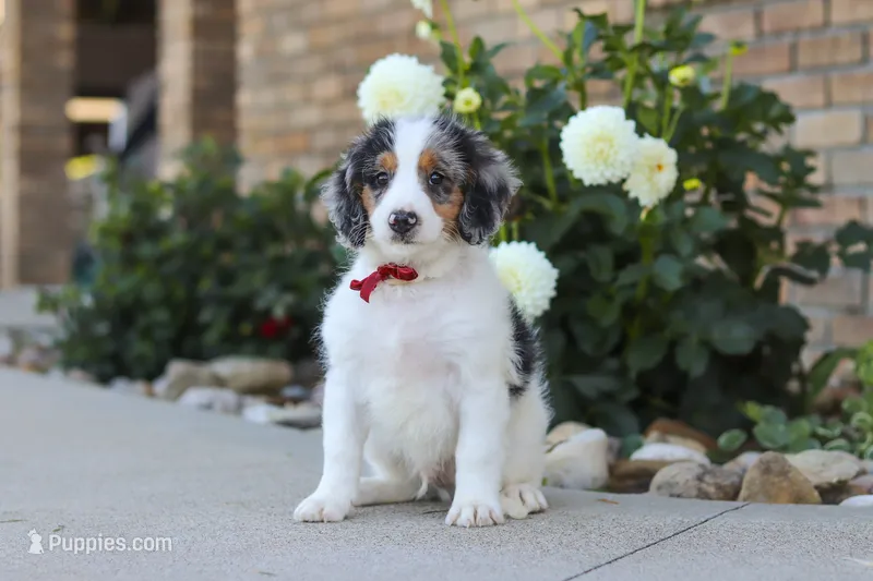 Herbie – Miniature Bernedoodle puppy for sale in Sugarcreek, OH