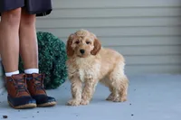 Jade, a female Miniature Labradoodle for sale in Sugarcreek, OH – 2 of 6