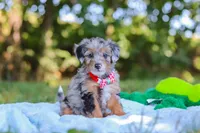 Ichiro, a male Miniature Bernedoodle for sale in Sugarcreek, OH – 3 of 6