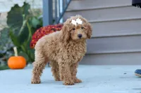 Juliet, a female Miniature Labradoodle for sale in Sugarcreek, OH – 6 of 8