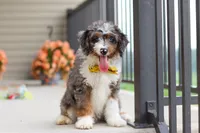 Dylan, a male Miniature Bernedoodle for sale in Sugarcreek, OH – 2 of 10