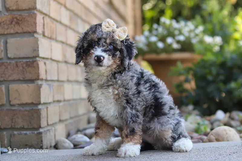 Grace – Miniature Bernedoodle puppy for sale in Sugarcreek, OH