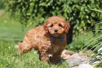 Chase, a male Goldendoodle for sale in Sugarcreek, OH – 3 of 5