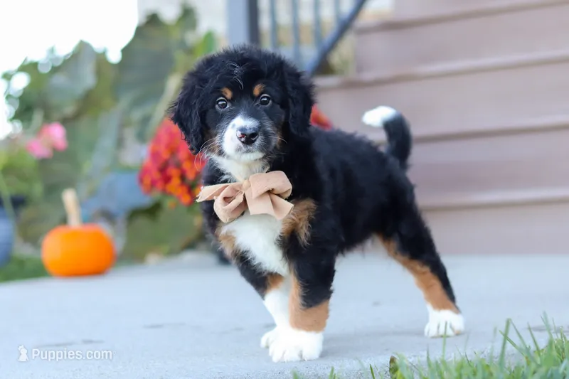 Mason – Miniature Bernedoodle puppy for sale in Sugarcreek, OH