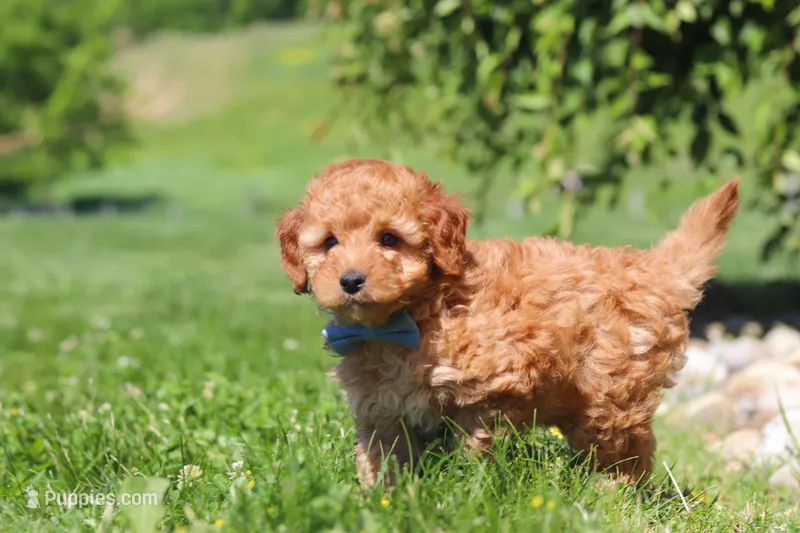 Chase – Goldendoodle puppy for sale in Sugarcreek, OH