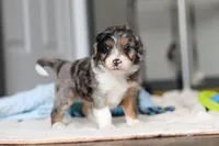 Dawn, a female Miniature Bernedoodle for sale in Sugarcreek, OH – 7 of 10