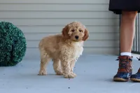 Jade, a female Miniature Labradoodle for sale in Sugarcreek, OH – 3 of 6