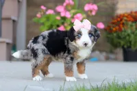 Maddie, a female Miniature Bernedoodle for sale in Sugarcreek, OH – 3 of 6