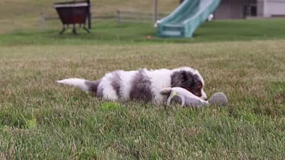 Hazel, a female Miniature Bernedoodle for sale in Sugarcreek, OH – 7 of 7