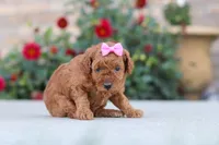 Nala, a female Poodle - Miniature  for sale in Sugarcreek, OH – 10 of 10