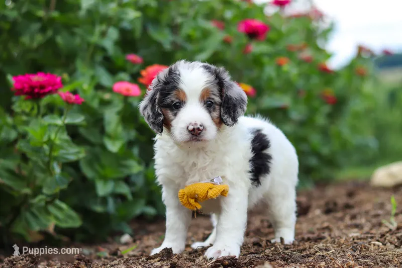 Herbie – Miniature Bernedoodle puppy for sale in Sugarcreek, OH