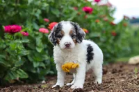 Herbie, a male Miniature Bernedoodle for sale in Sugarcreek, OH – 1 of 7