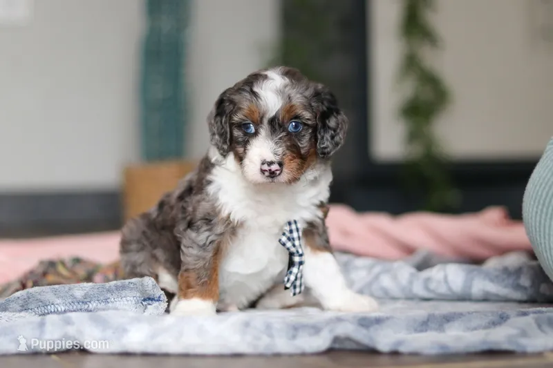 Dylan – Miniature Bernedoodle puppy for sale in Sugarcreek, OH